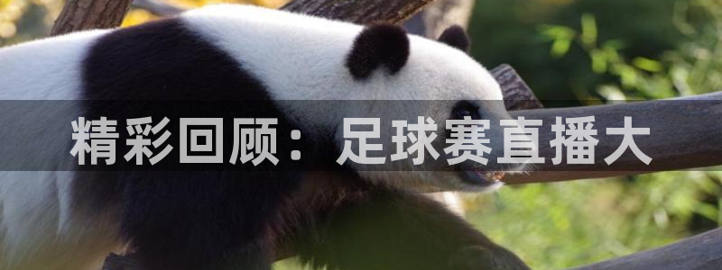 精彩回顾：足球赛直播大